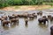 flock of elephants bathing in river