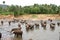 Flock of elephants bathing in river