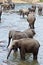 Flock of elephants in the river