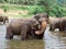 Flock of elephants in the river