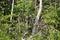 A flock of eleven Hoatzin birds sitting on shrubs and dead tree branches, in the Amazon rainforest, in Peru