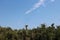 A flock of eleven Scarlet Macaws flying above the rainforest canopy in the Amazon at Tambopata National Reserv