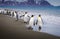 Flock of emperor penguins walk down beach to water`s edge