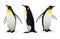 Flock Of Emperor Penguins on white background