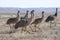 Flock of Emus