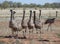 Flock of Emus