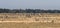 A flock of ethiopian cranes in flight. Seen in Bahir Dar, Ethiopia