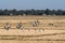 A flock of ethiopian cranes in flight. Seen in Bahir Dar, Ethiopia