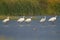 Flock of Eurasian spoonbill birds