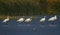 Flock of Eurasian spoonbill birds