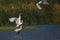 Flock of Eurasian spoonbill birds in action