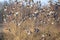 Flock of Eurasian wigeon (Anas penelope) in flight