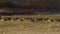 A Flock of Eurasian Wigeons Foraging For Food.