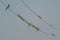 Flock of European bee-eaters sitting on metal cords against the blue sky