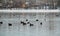 Flock of European coots and ducks
