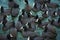 Flock of European coots  fulica atra  in the gulf of Sevastopol in winter. Black Sea, Ukraine