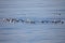 Flock of European Herring Gulls, Larus argentatus