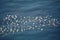 Flock of European Herring Gulls, Larus argentatus