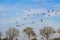 Flock of European mallad ducks