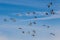 Flock of European mallad ducks flying