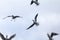 Flock of European seagulls flying with a grey sky in background. These specy of gulls is from Laridae family