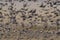 Flock of european starlings
