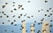 Flock of european starlings on clear sky