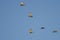 Flock of European Starlings Flying in a Blue Sky