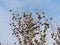 Flock of european starlings Sturnus vulgaris in a tree