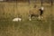 Flock of ewes with their lambs in a field on a farm during a particularly dry drought season