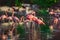 A flock of exotic birds pink flamingos walking in the water at sunset. Wildlife