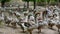 Flock of fattening geese on the rural farm