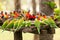 Flock of Feeding Lorikeets Queensland Australia