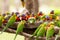 Flock of Feedng Rainbow Lorikeets Queensland Australia