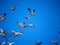 A flock of feral pigeons in the blue sky. Also known as city doves, city pigeons, or street pigeons