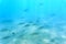 A flock of fish in the blue water of the Aegean Sea. Underwater photo, selective focus.