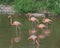 Flock of five pink flamingos in Vietnam. All go in the same direction, one stands still
