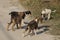 a flock of five small stray puppies stand on the gray sand of the road