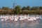 Flock of Flamingos, Camargue, France