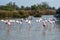 Flock of Flamingos, Camargue, France