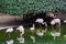 Flock of flamingos drinking from the lake in Kowloon Park, Hong Kong