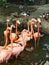 Flock of flamingos and ducks standing and swimming in a pond