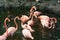 Flock of flamingos and ducks standing and swimming in a pond at a zoo in Malang, East Java, Indonesia.