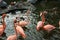 Flock of flamingos and ducks standing and swimming in a pond at a zoo in Malang, East Java, Indonesia. Heads up.