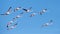 Flock of flamingos in flight