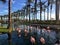 A flock of flamingos hanging out in a luxurious fountain at a fancy golf and resort in Palm Springs, California