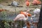 A flock of flamingos in the pond of the Moscow Zoo