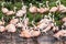 A flock of flamingos reflected in a river