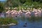 A flock of flamingos reflected in a river