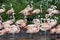 A flock of flamingos reflected in a river
